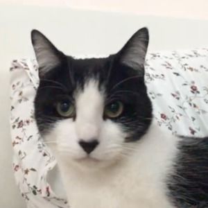 Meet your Posher, Lina